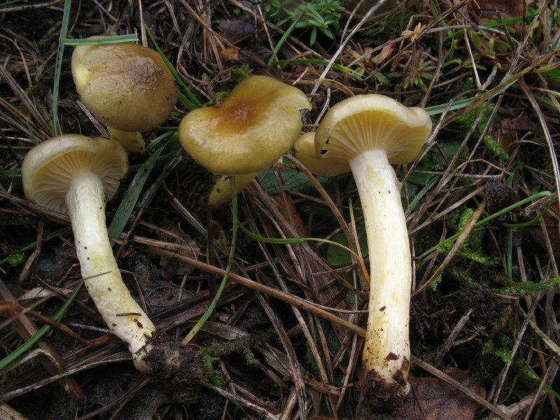 Hygrophorus hypothejus